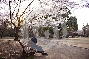 Spring festival cherry blossom in Tokyo, Japan.