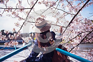 Spring festival cherry blossom in Tokyo, Japan.