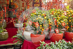 Spring festival Chinese New Year Red envelope decoration on orange tree