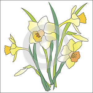 Spring, festive, bright, daffodil bouquet