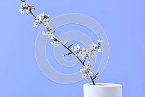 Spring festive card with cherry blooming twig in a ceramic vase.