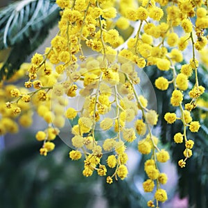 spring festive decorative beautiful sprigs of Mimosa with delicate yellow flowers