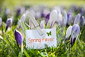 Spring Fever photo