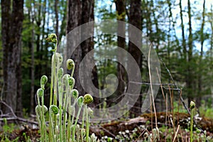 Spring fiddleheads/ferns growing in green forest.