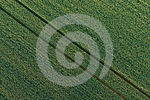 Spring field, aerial shot