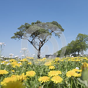 Spring field with blossoming dandelions and other summer flowers with lonely pine tree against blue sky in holland