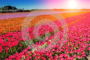 Spring field with blossoming multicolor tulips