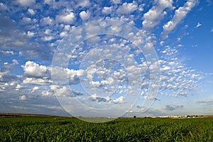 Spring field and blue sky