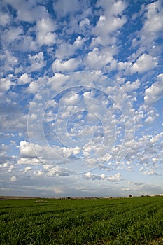 Spring field and blue sky