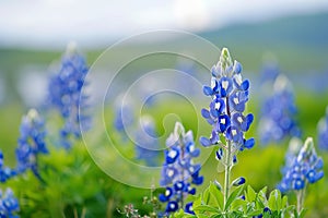 Spring field of bluebonnets in full bloom