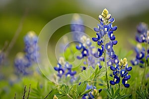 Spring field of bluebonnets in full bloom