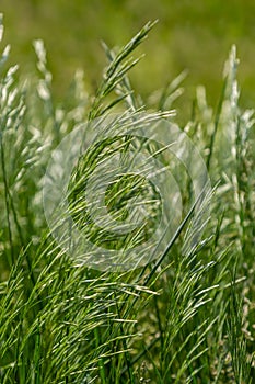 Spring field with Bromus Secalinus on a windy day