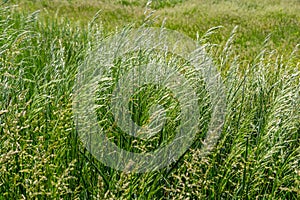 Spring field with Bromus Secalinus on a windy day