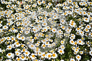 Spring field covered with daisies