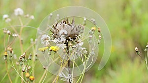 Spring field of Crepis vesicaria - beaked hawk`s-beard - wild plants