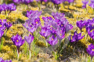 Spring field with crocus flowers.