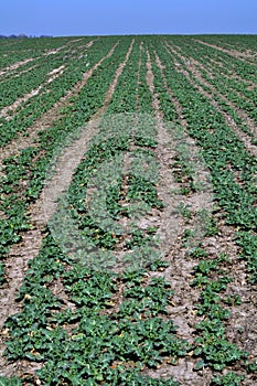 Spring field with crops of winter rape_2