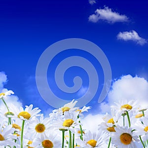 Spring Field of daisies and blue sky background