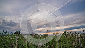 Spring field. Dandelion field, sunset light, spring, freedom. White flowers, green grass. Time lapse, 4k