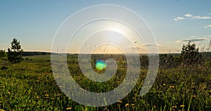 Spring field. Dandelion field, sunset light, spring, freedom. Yellow flowers, green grass. Camera movement to the right