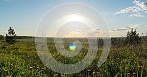 Spring field. Dandelion field, sunset light, spring, freedom. Yellow flowers, green grass. Camera movement to the right