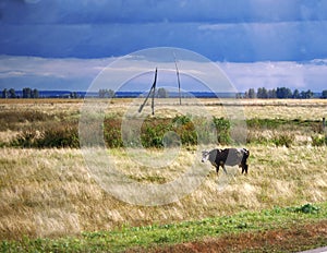 Spring field with faded grass and grazing cow.