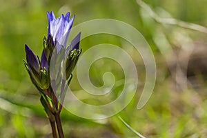 Spring field flower on grass background. Close-up