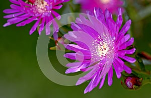 Spring field flowers of the Aizoaceae family called Mesembriantemo photo