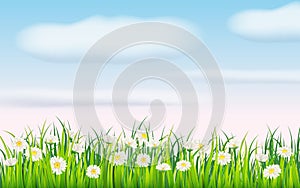 Spring field of flowers of daisies, chamomile and green juicy grass, meadow, blue sky, white clouds. Vector