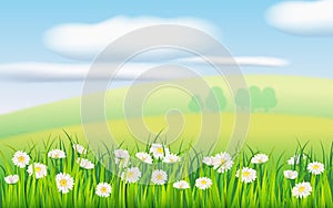 Spring field of flowers of daisies, chamomile and green juicy grass, meadow, blue sky, white clouds. Vector