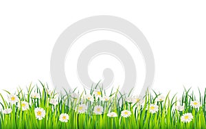 Spring field of flowers of daisies, chamomile and green juicy grass, meadow. Vector, illustration, isolated, template
