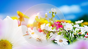 Spring field with flowers, daisy, herbs. Sun on blue sky