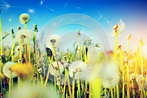 Spring field with flowers, dandelions