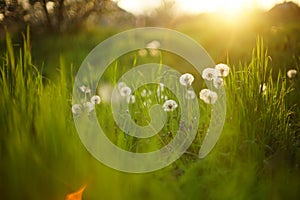 Spring field with fluffy dandelion flowers grow in green grass at spring evening