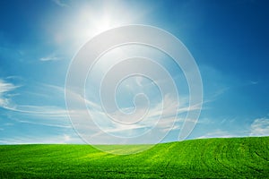 Spring field of green grass. Blue sunny sky