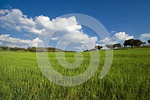 Spring field landscape