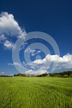 Spring field landscape