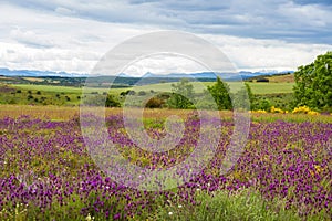 Spring field landscape and mountains on the horizon