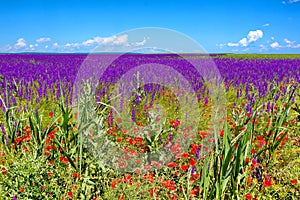 Spring field landscape