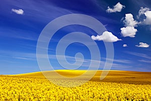 Spring field, landscape of yellow flowers,