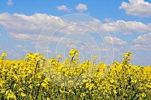 Spring field, landscape of yellow flowers, ripe