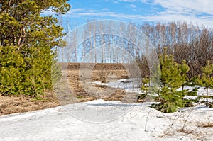 Spring in the field. last snow. pine tree. springtime, springtide, prime