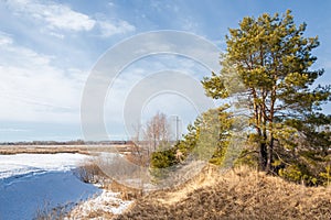 Spring in the field. last snow. pine tree. springtime, springtide, prime