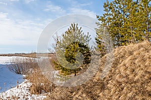 Spring in the field. last snow. pine tree. springtime, springtide, prime