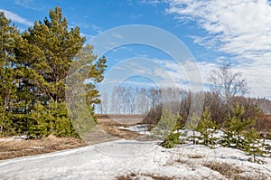 Spring in the field. last snow. pine tree. springtime, springtide, prime