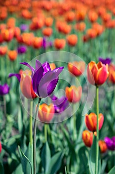 Spring field of many bright purple and red blooming tulips. Some flowers close up. Can be used as beautiful background image and