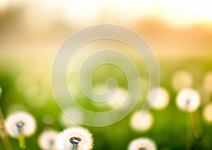 Spring field, meadow with blurred dandelion flowers