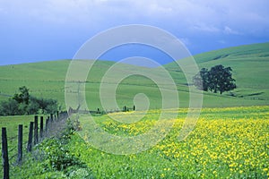 Spring field of Mustard with fence, Cambria, CA