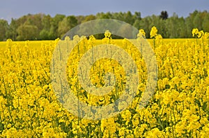 Spring field sown oilseed, South Bohemia