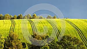 Spring field with trees